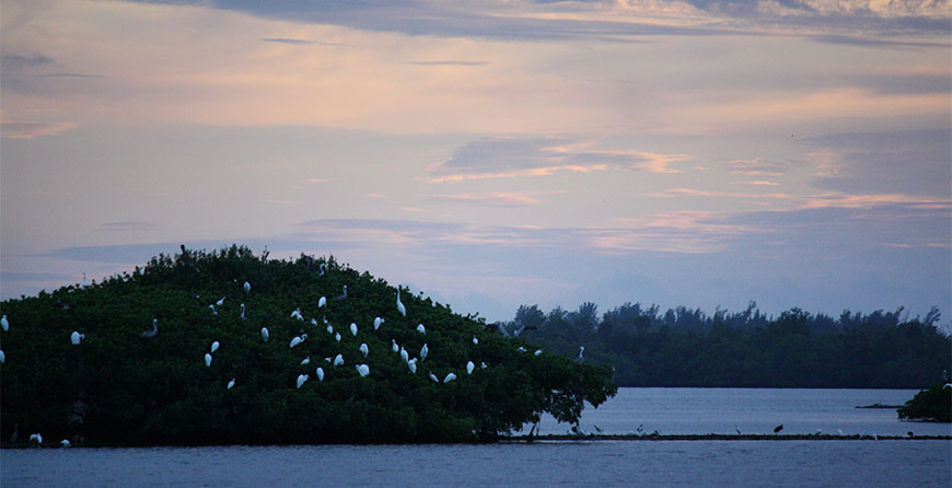 Image from the evening cruise at Tarpon Bay Explorers