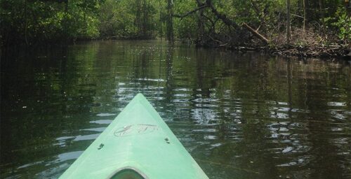 Image of the kayak trail tour at Tarpon Bay Explorers