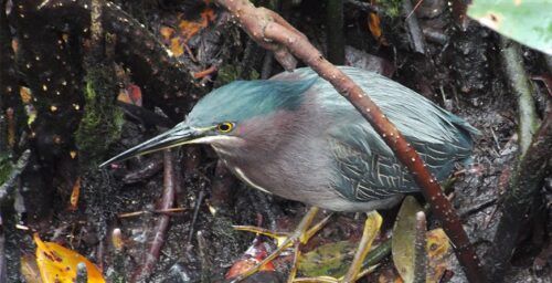 Image of wildlife see on the kayak trail tour at Tarpon Bay Explorers