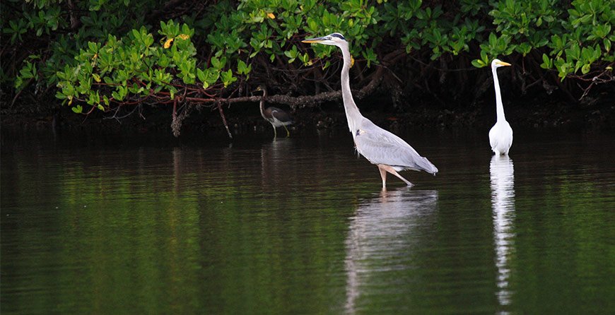 Image of wildlife on the standup paddleboard tour at Tarpon Bay Explorers