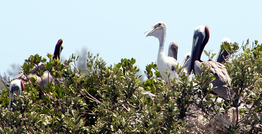 Image of birds seen near in Tarpon Bay