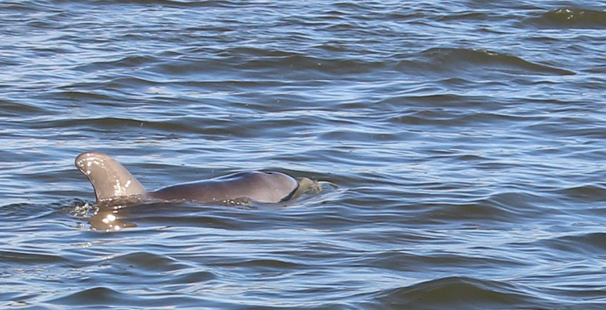 Image of a dolphin seen near in Tarpon Bay