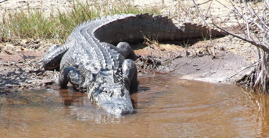 Image of an alligator seen near in Tarpon Bay