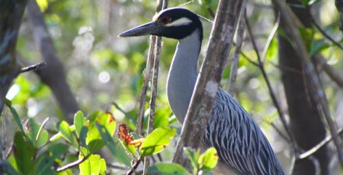 Image of a bird seen near in Tarpon Bay